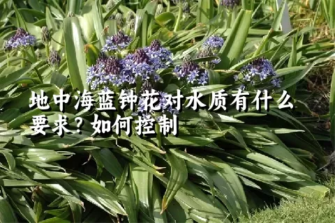 地中海蓝钟花对水质有什么要求？如何控制