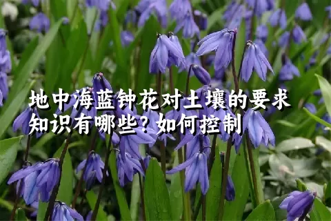 地中海蓝钟花对土壤的要求知识有哪些？如何控制