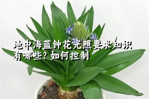 地中海蓝钟花光照要求知识有哪些？如何控制