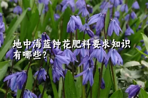 地中海蓝钟花肥料要求知识有哪些？