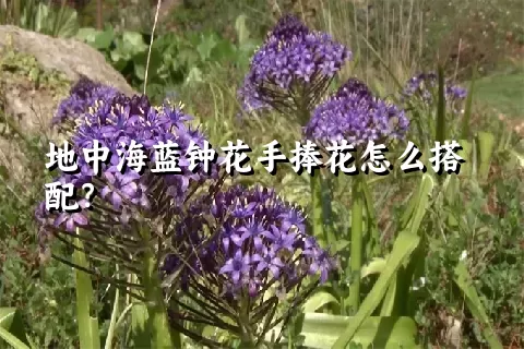 地中海蓝钟花手捧花怎么搭配？