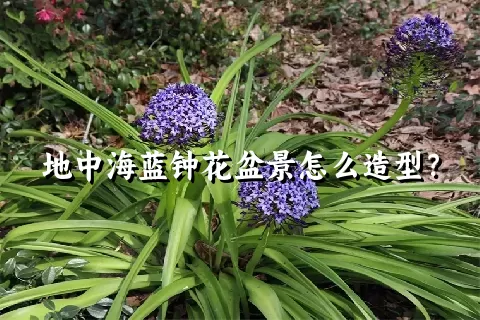 地中海蓝钟花盆景怎么造型？