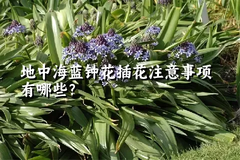 地中海蓝钟花插花注意事项有哪些？