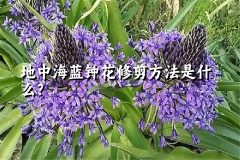 地中海蓝钟花修剪方法是什么？