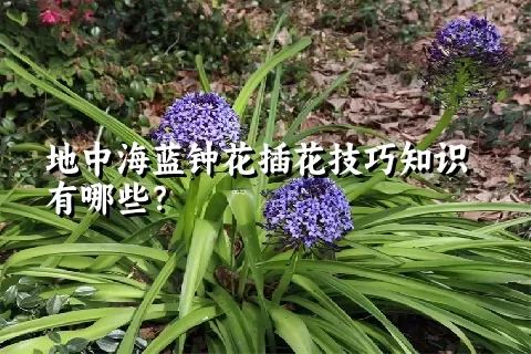 地中海蓝钟花插花技巧知识有哪些？