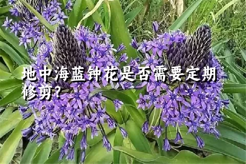 地中海蓝钟花是否需要定期修剪？