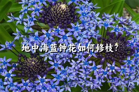 地中海蓝钟花如何修枝？