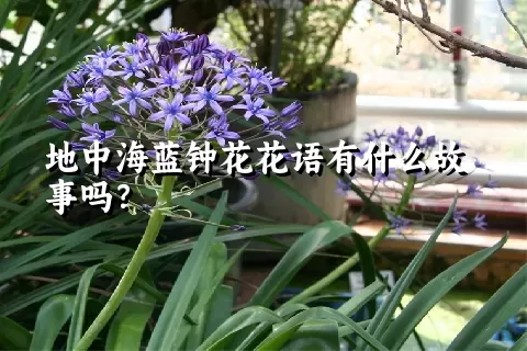 地中海蓝钟花花语有什么故事吗？