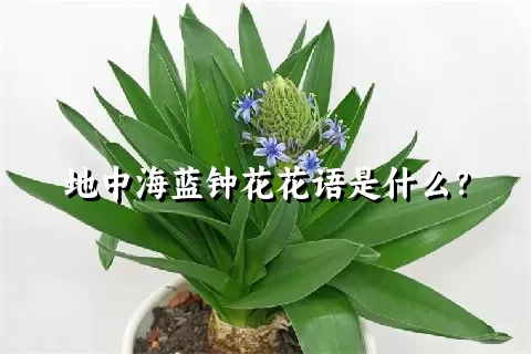 地中海蓝钟花花语是什么？