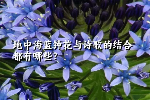 地中海蓝钟花与诗歌的结合都有哪些？