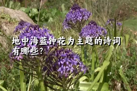 地中海蓝钟花为主题的诗词有哪些？