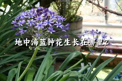 地中海蓝钟花生长在哪里？