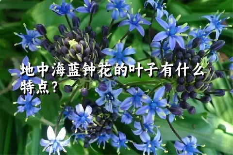 地中海蓝钟花的叶子有什么特点？