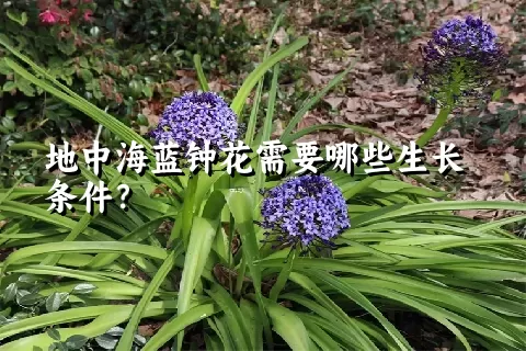 地中海蓝钟花需要哪些生长条件？