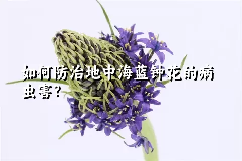 如何防治地中海蓝钟花的病虫害？