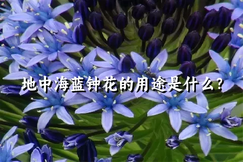 地中海蓝钟花的用途是什么？