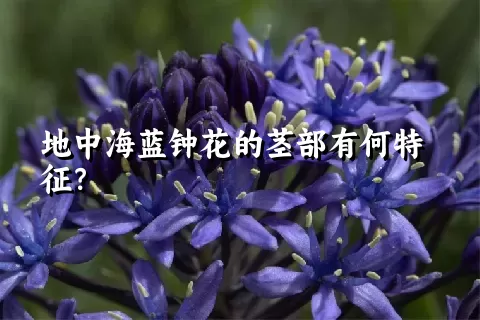 地中海蓝钟花的茎部有何特征？