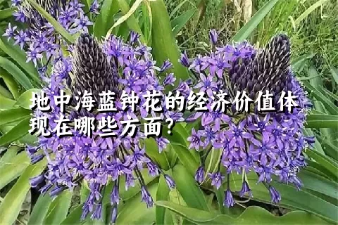 地中海蓝钟花的经济价值体现在哪些方面？