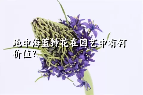 地中海蓝钟花在园艺中有何价值？