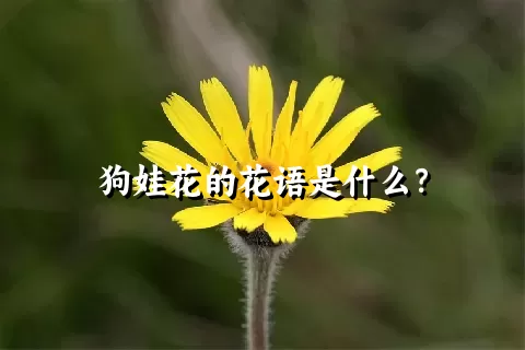 狗娃花的花语是什么？