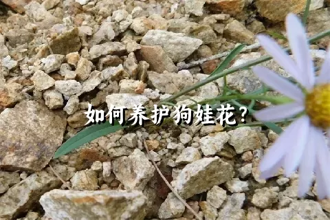 如何养护狗娃花？