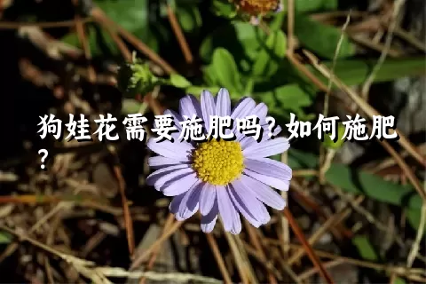 狗娃花需要施肥吗？如何施肥？