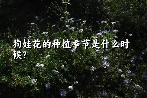 狗娃花的种植季节是什么时候？