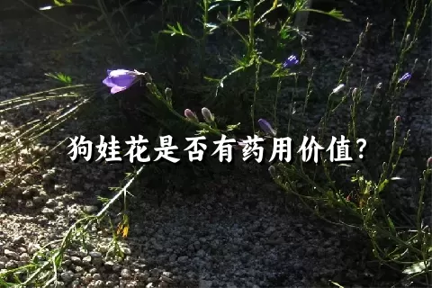 狗娃花是否有药用价值？