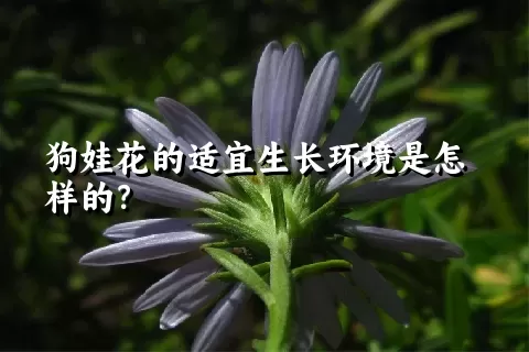 狗娃花的适宜生长环境是怎样的？