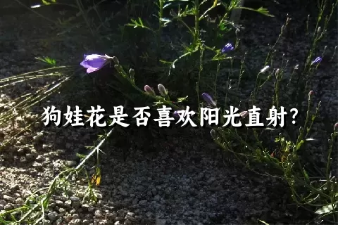 狗娃花是否喜欢阳光直射？