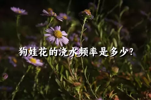 狗娃花的浇水频率是多少？