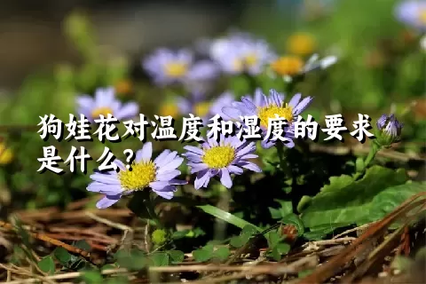 狗娃花对温度和湿度的要求是什么？