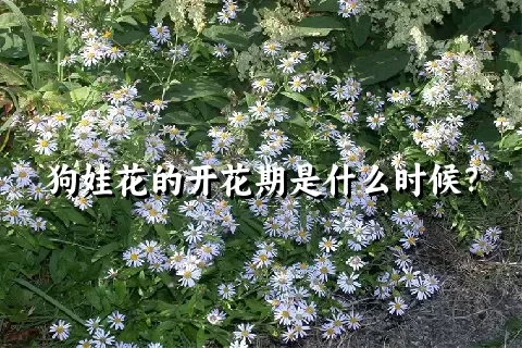 狗娃花的开花期是什么时候？