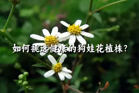 如何挑选健康的狗娃花植株？