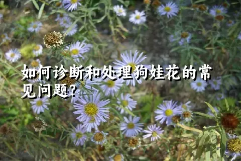 如何诊断和处理狗娃花的常见问题？