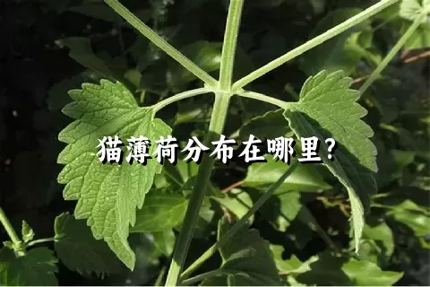 猫薄荷分布在哪里?