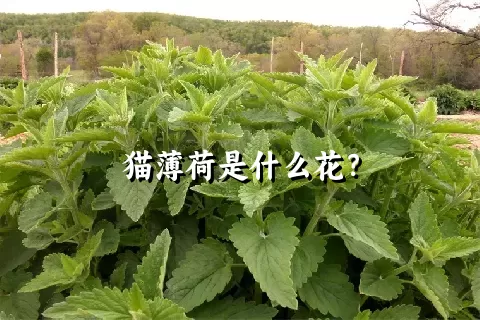 猫薄荷是什么花？