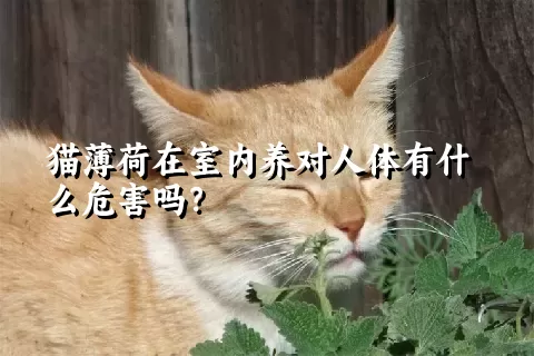 猫薄荷在室内养对人体有什么危害吗？