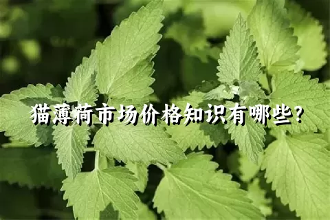 猫薄荷市场价格知识有哪些？