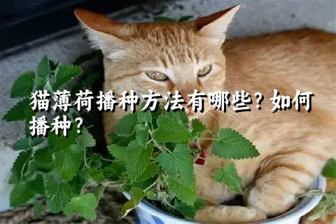 猫薄荷播种方法有哪些？如何播种？