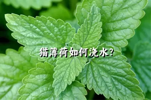 猫薄荷如何浇水？