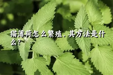 猫薄荷怎么繁殖，其方法是什么？