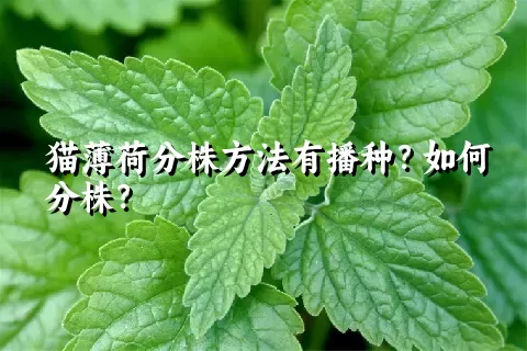 猫薄荷分株方法有播种？如何分株？