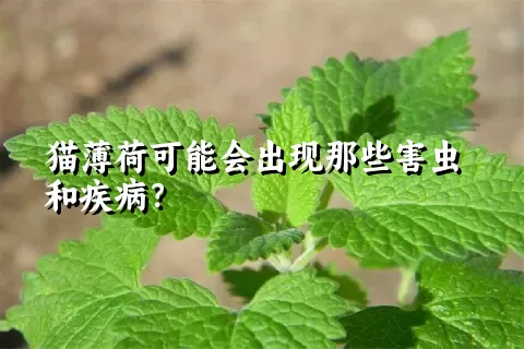 猫薄荷可能会出现那些害虫和疾病？