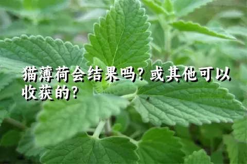 猫薄荷会结果吗？或其他可以收获的？