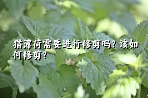 猫薄荷需要进行修剪吗？该如何修剪？