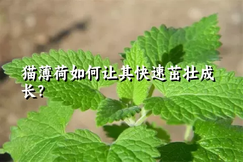 猫薄荷如何让其快速茁壮成长？