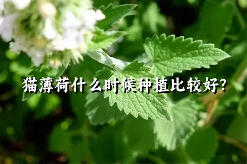 猫薄荷什么时候种植比较好？