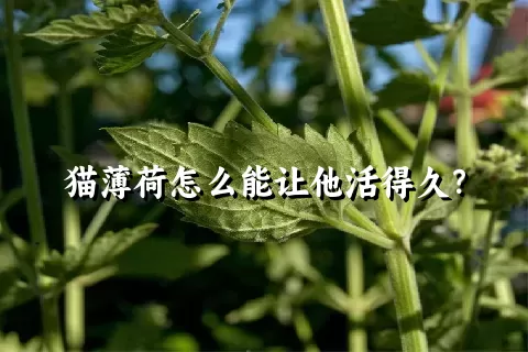 猫薄荷怎么能让他活得久？