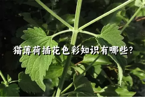 猫薄荷插花色彩知识有哪些？